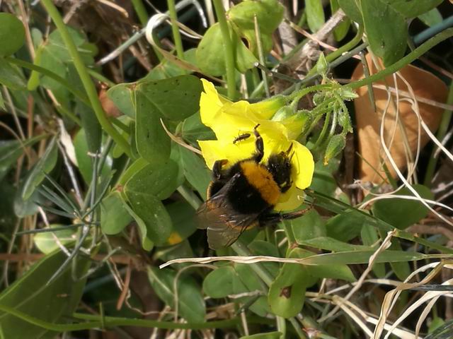 bombus terrestris? Bombus gr. terrestris (regina)